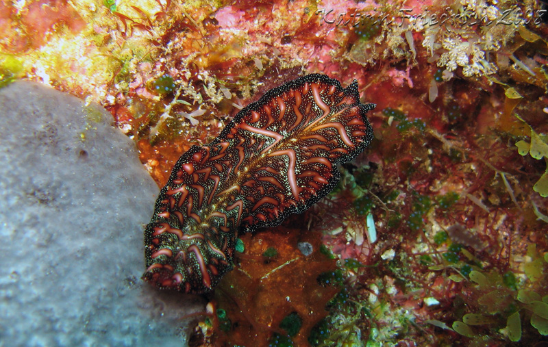 Bedford's flatworm