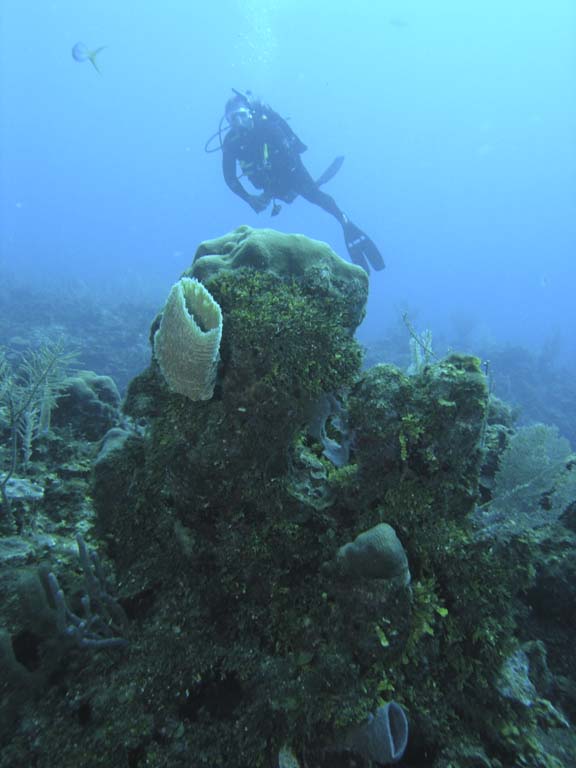 Belize Diver