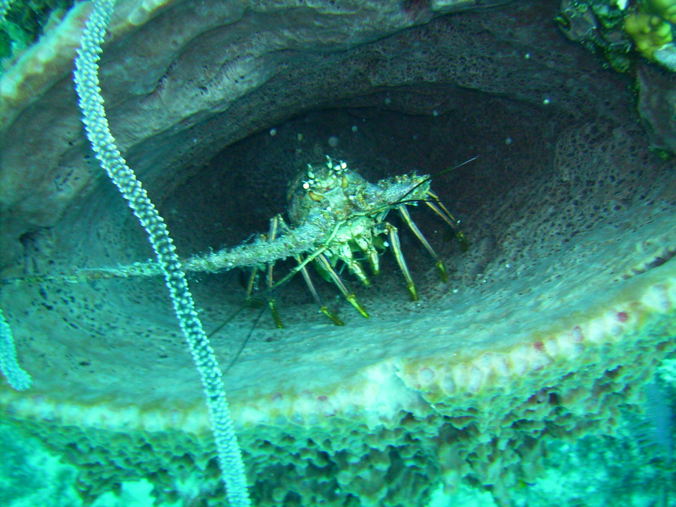 Belize lobster