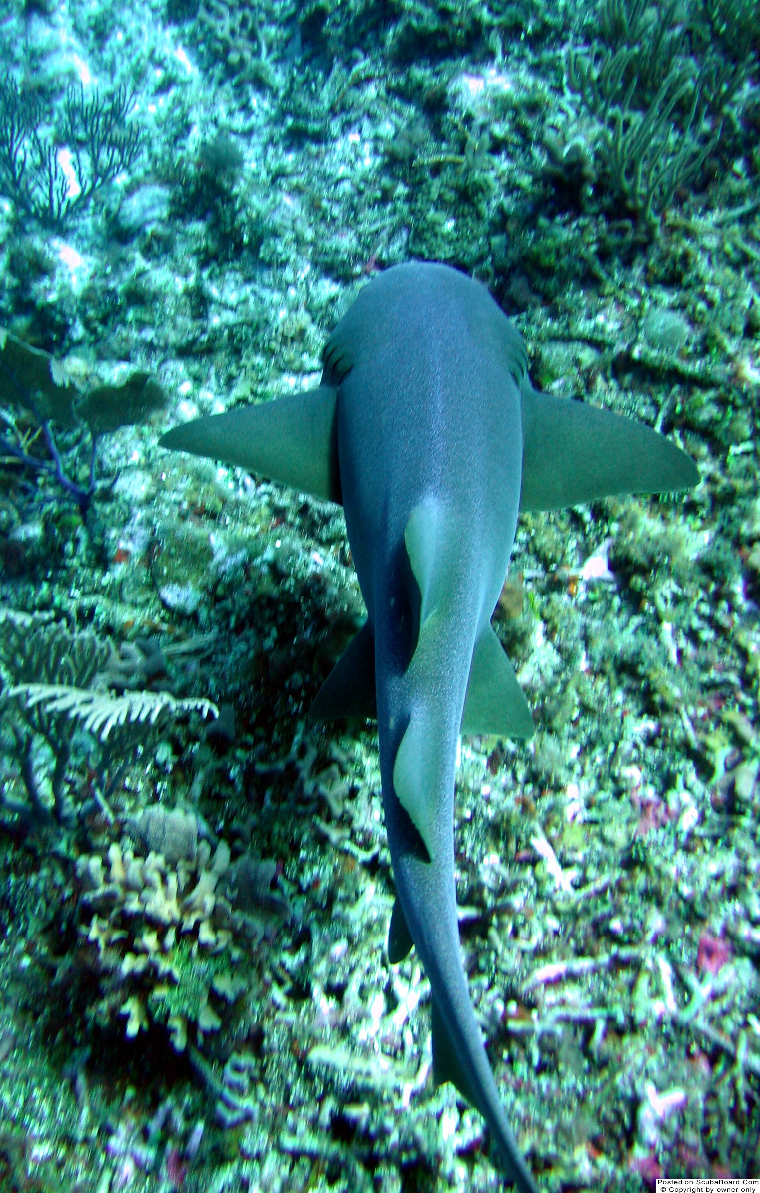 Belize Shark