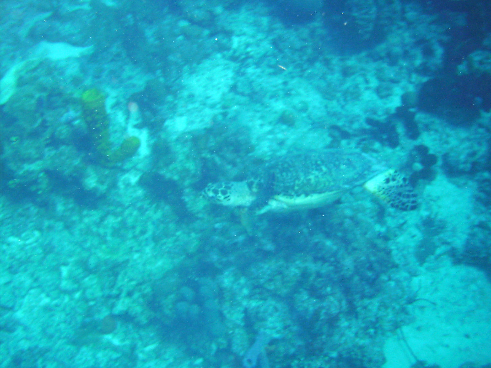 Belize_11-05_Dive_pic_090