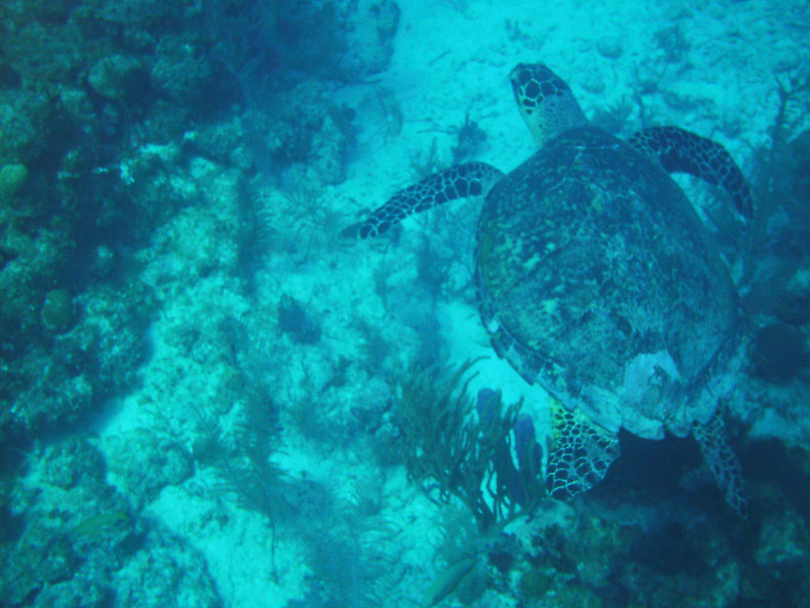 Belize_11-05_Dive_pic_091