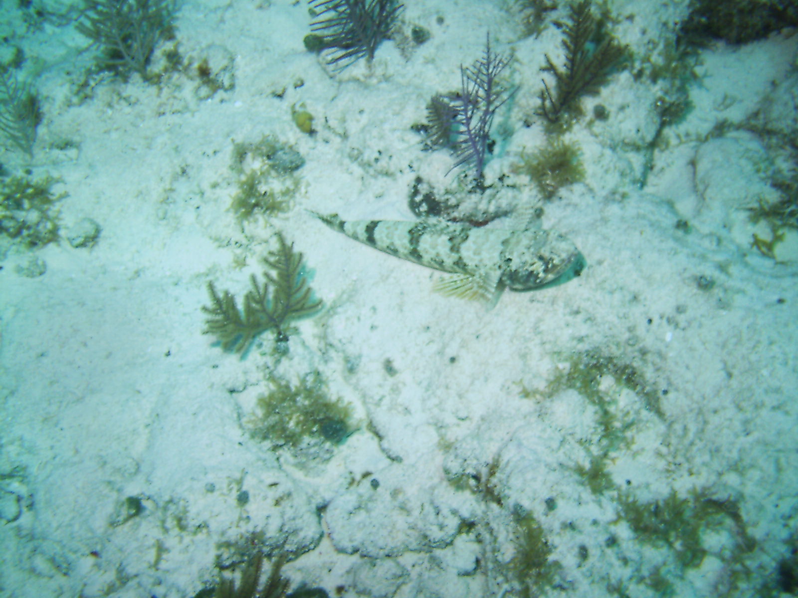 Belize_11-05_Dive_pic_102