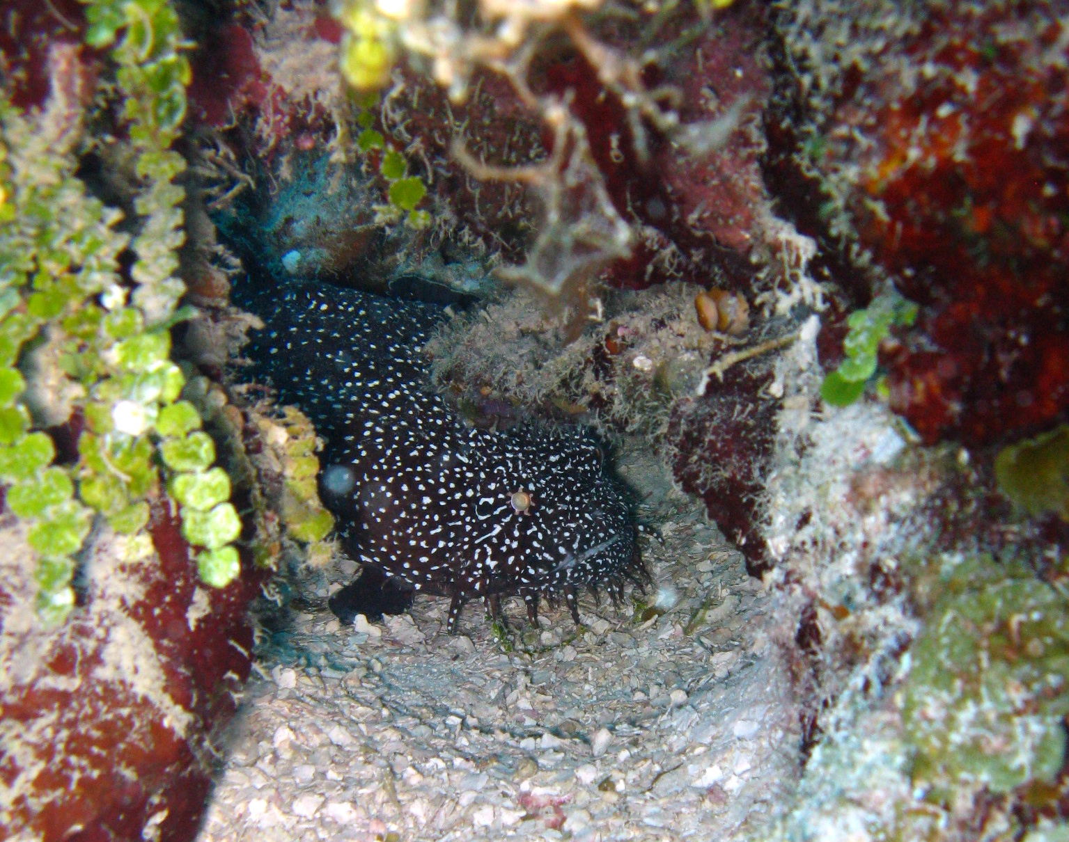 Belizean Toadfish