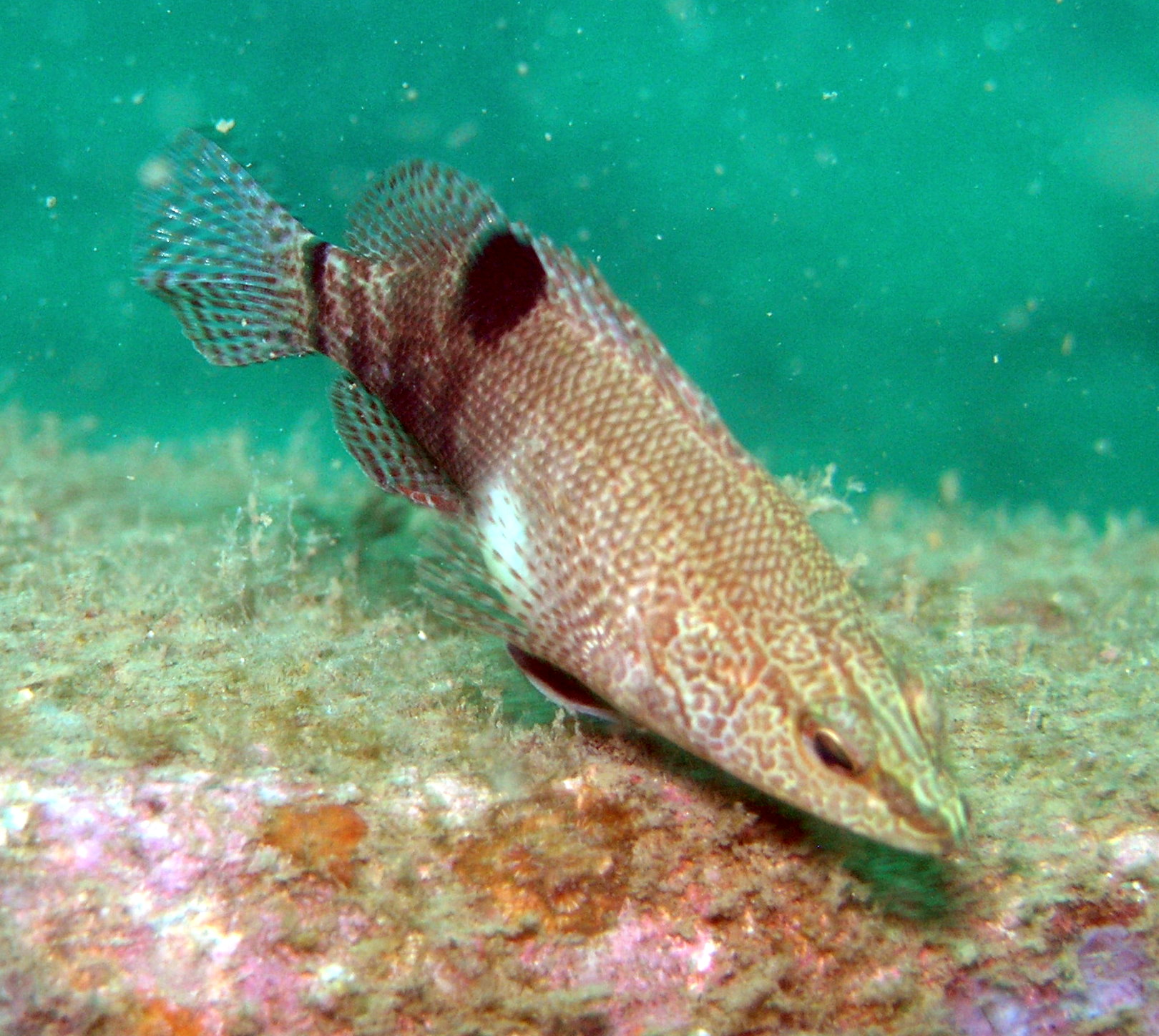 Belted Sandfish - Span 12 Panama City