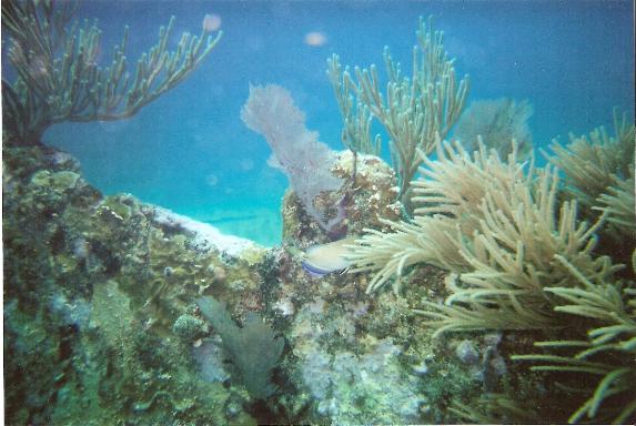 Benwood Wreck, Key Largo 4/08