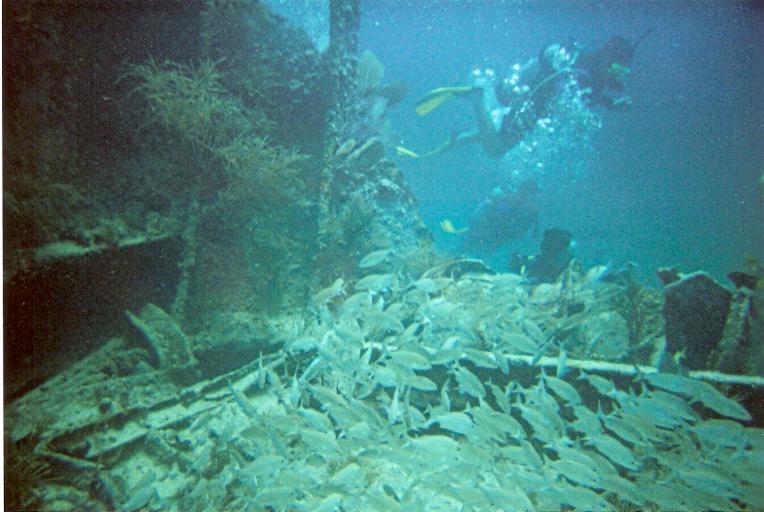 Benwood Wreck, Key Largo 4/08