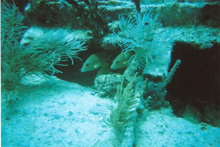 Benwood Wreck, Key Largo 4/08