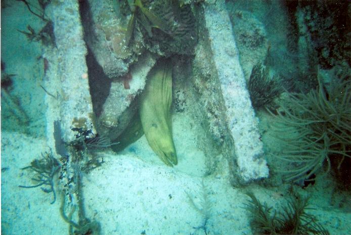 Benwood Wreck, Key Largo 4/08