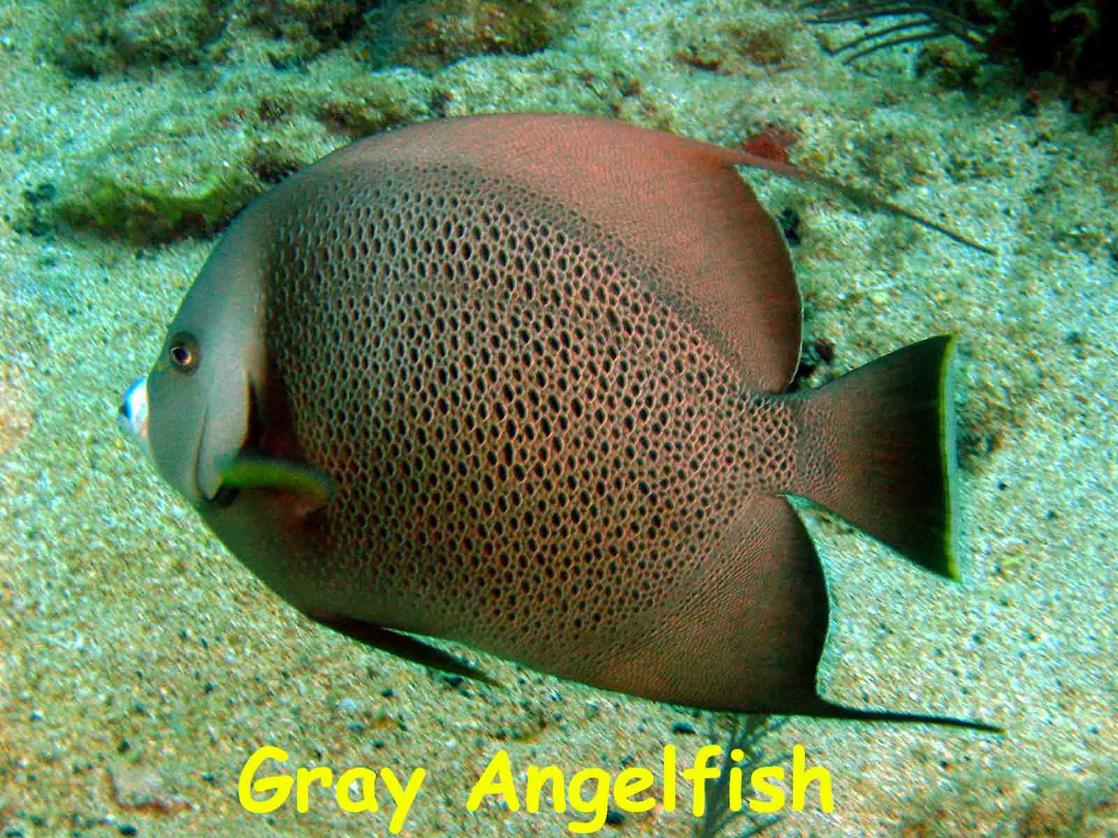 Benwood Wreck, Key Largo, FL