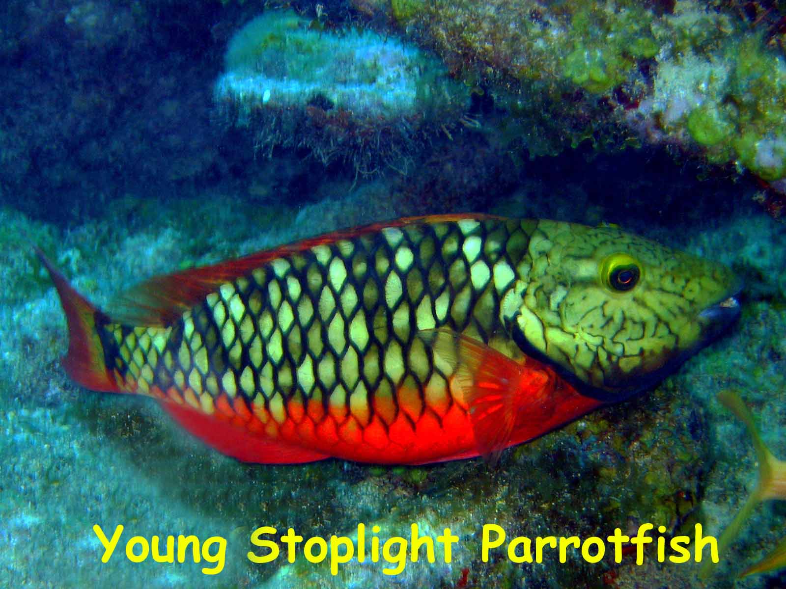 Benwood Wreck, Key Largo, FL