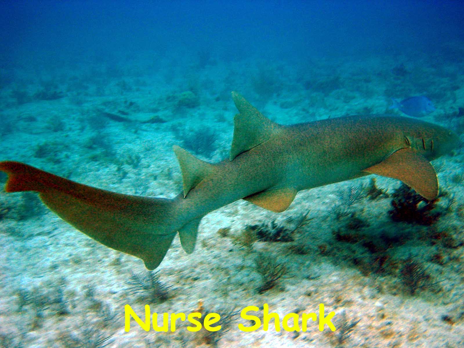 Benwood Wreck, Key Largo, FL