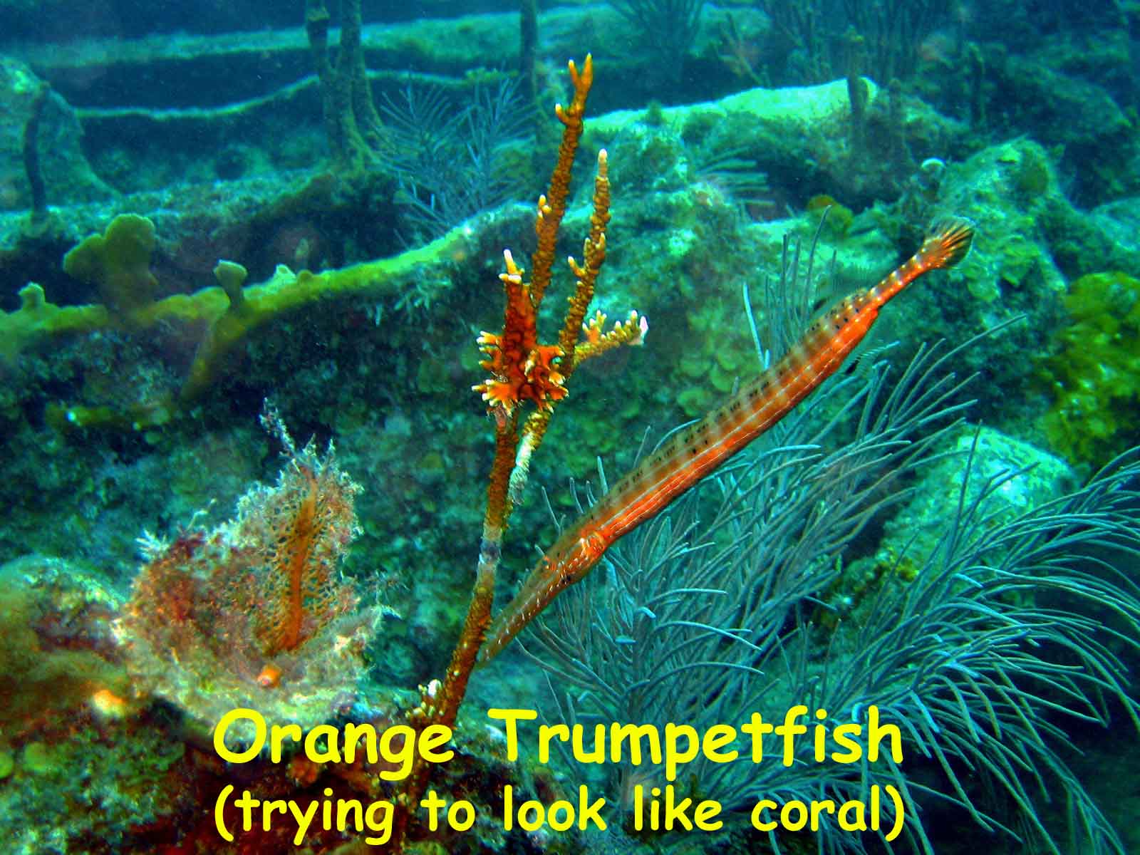 Benwood Wreck, Key Largo, FL