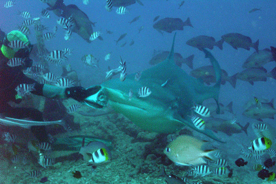 Beqa Adventures Diver hand feeding a Bull Shark