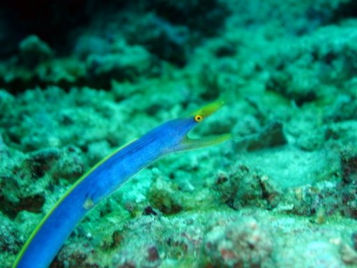 Beqa Lagoon, Fiji