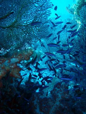 Beqa Lagoon, Fiji