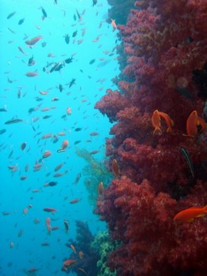 Beqa Lagoon, Fiji