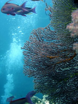 Beqa Lagoon, Fiji