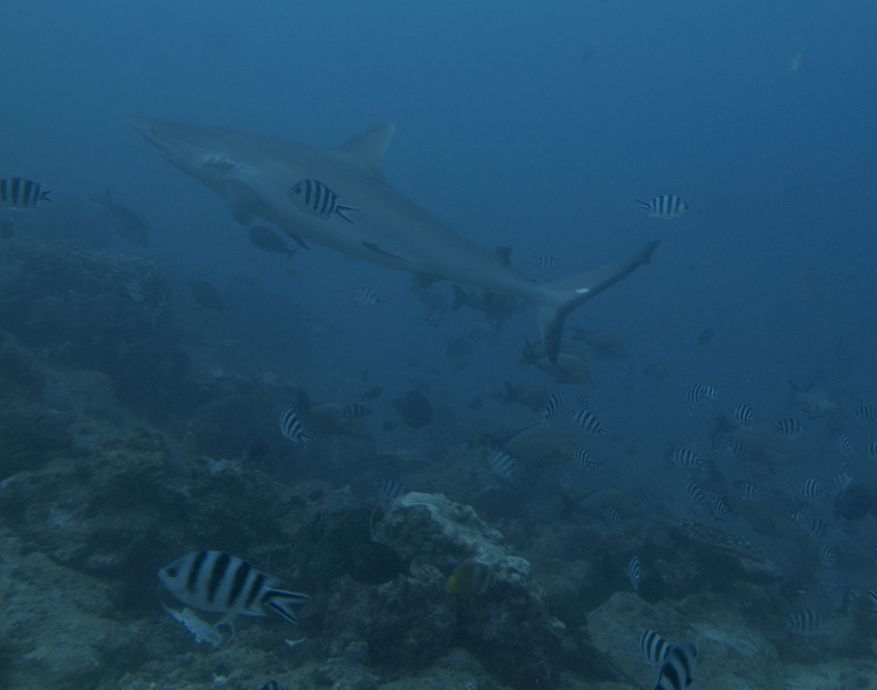 Beqa shark dive