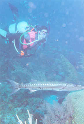 Ber with barracuda