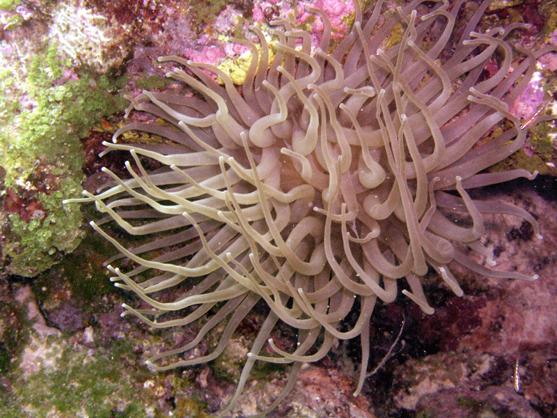 Bermuda---Anemone