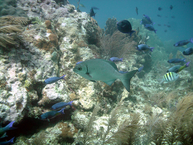 Bermuda Chub