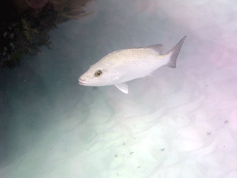 Bermuda---Fish