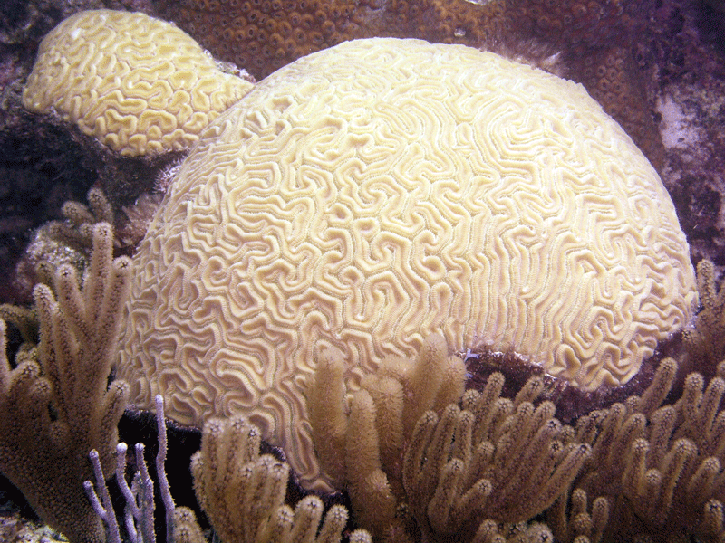 Bermuda---Large-Brain-Coral