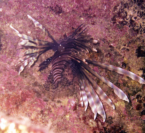 Bermuda---Lion-Fish