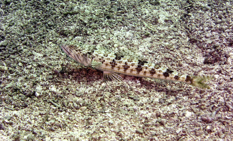 Bermuda---Sand-Diver