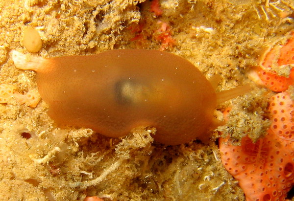 Berthellina citrina