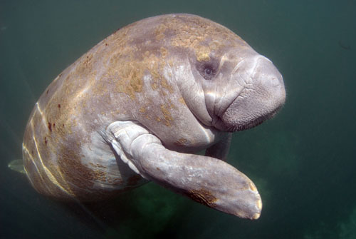 Best Manatee