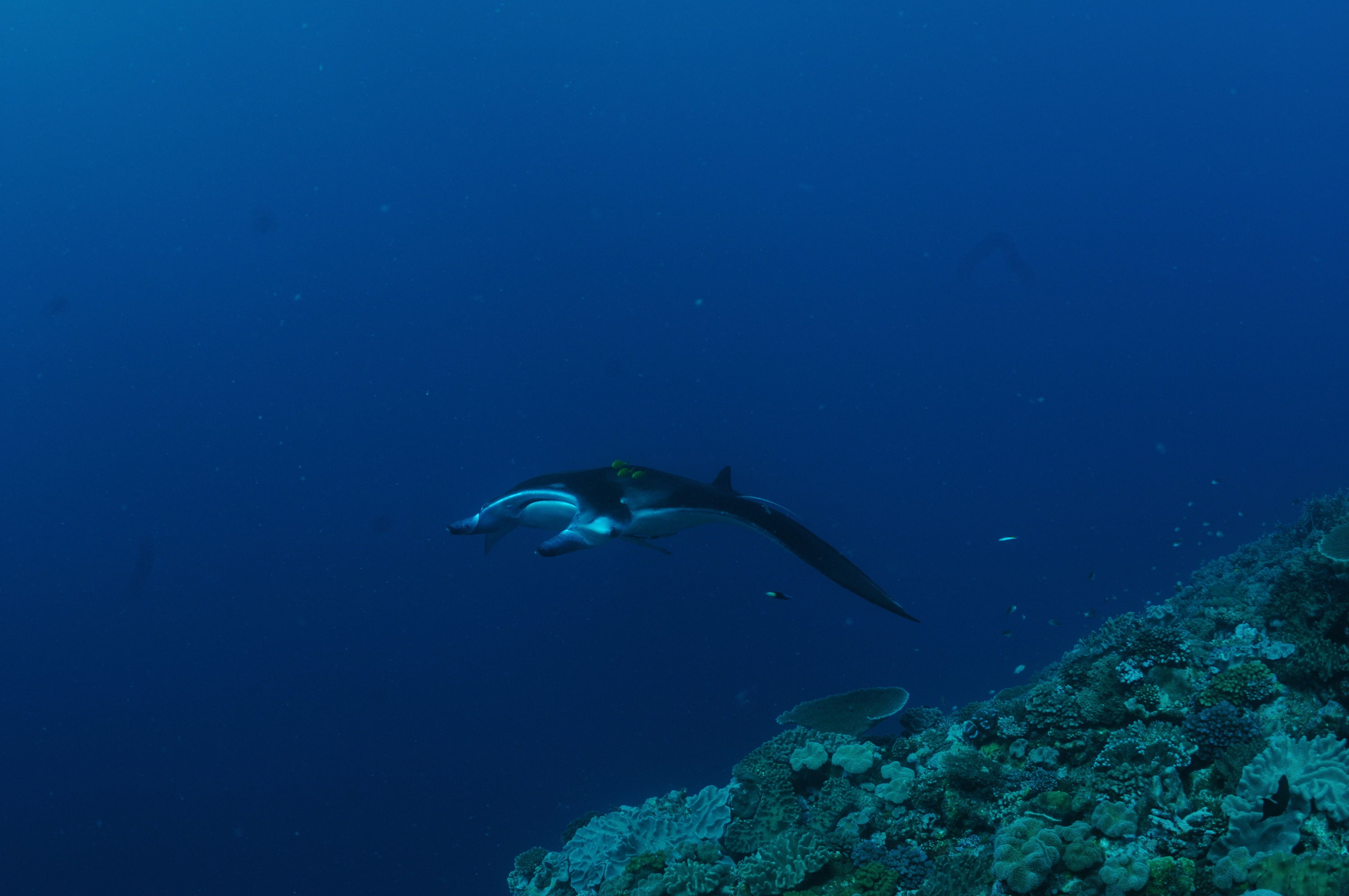 Best of Fiji 2010 Aug.