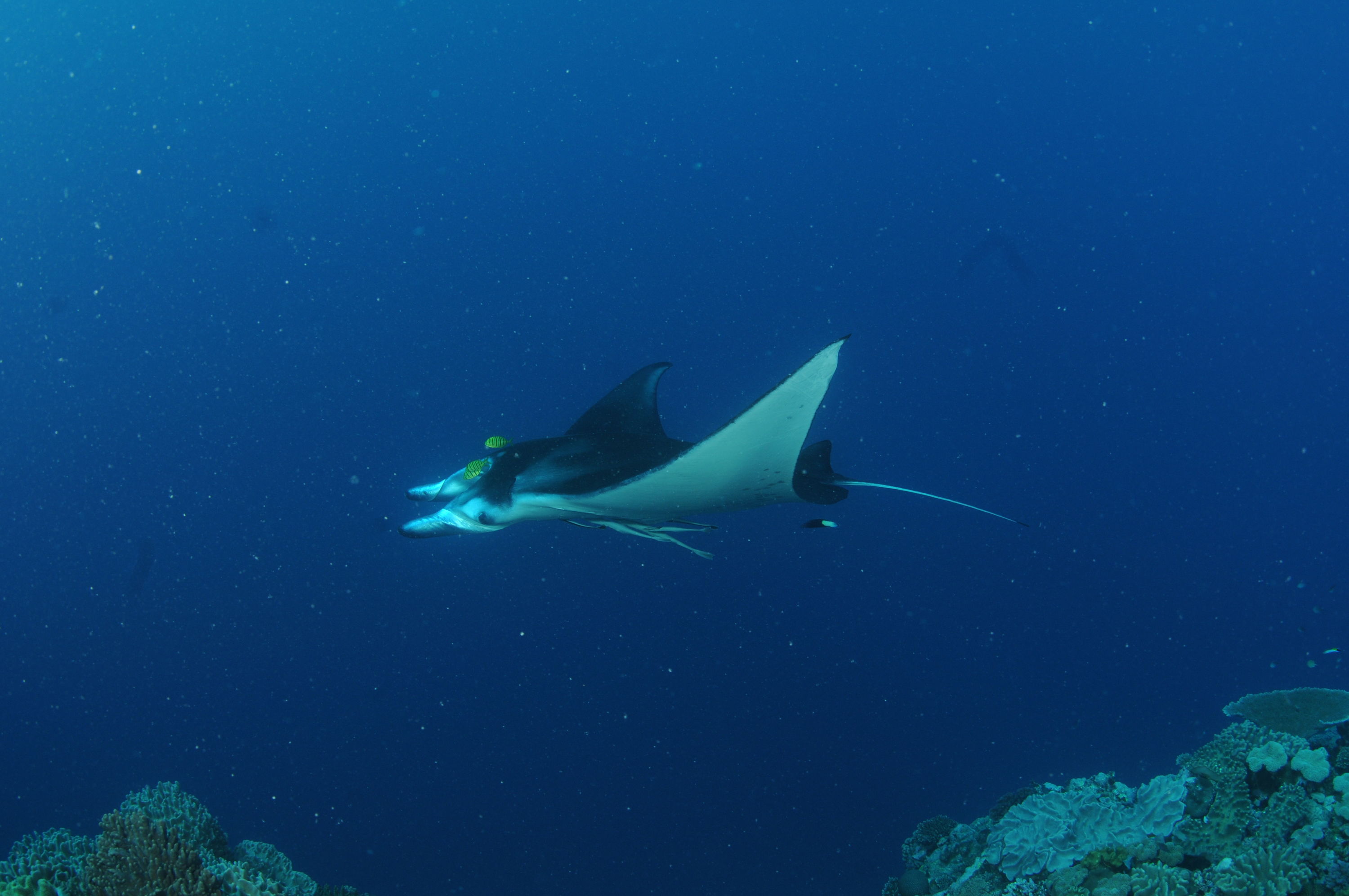 Best of Fiji 2010 Aug.