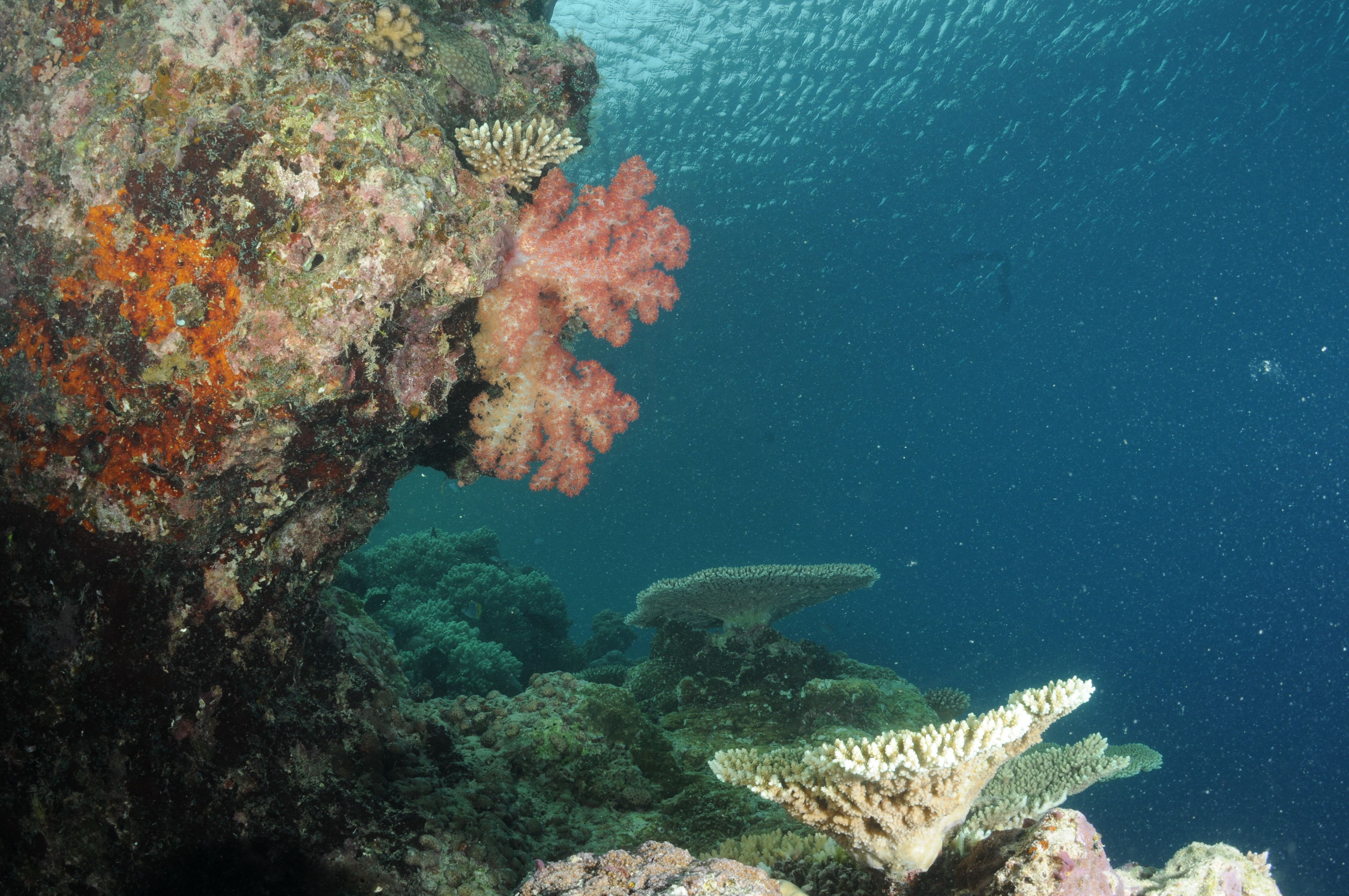 Best of Fiji 2010 Aug.