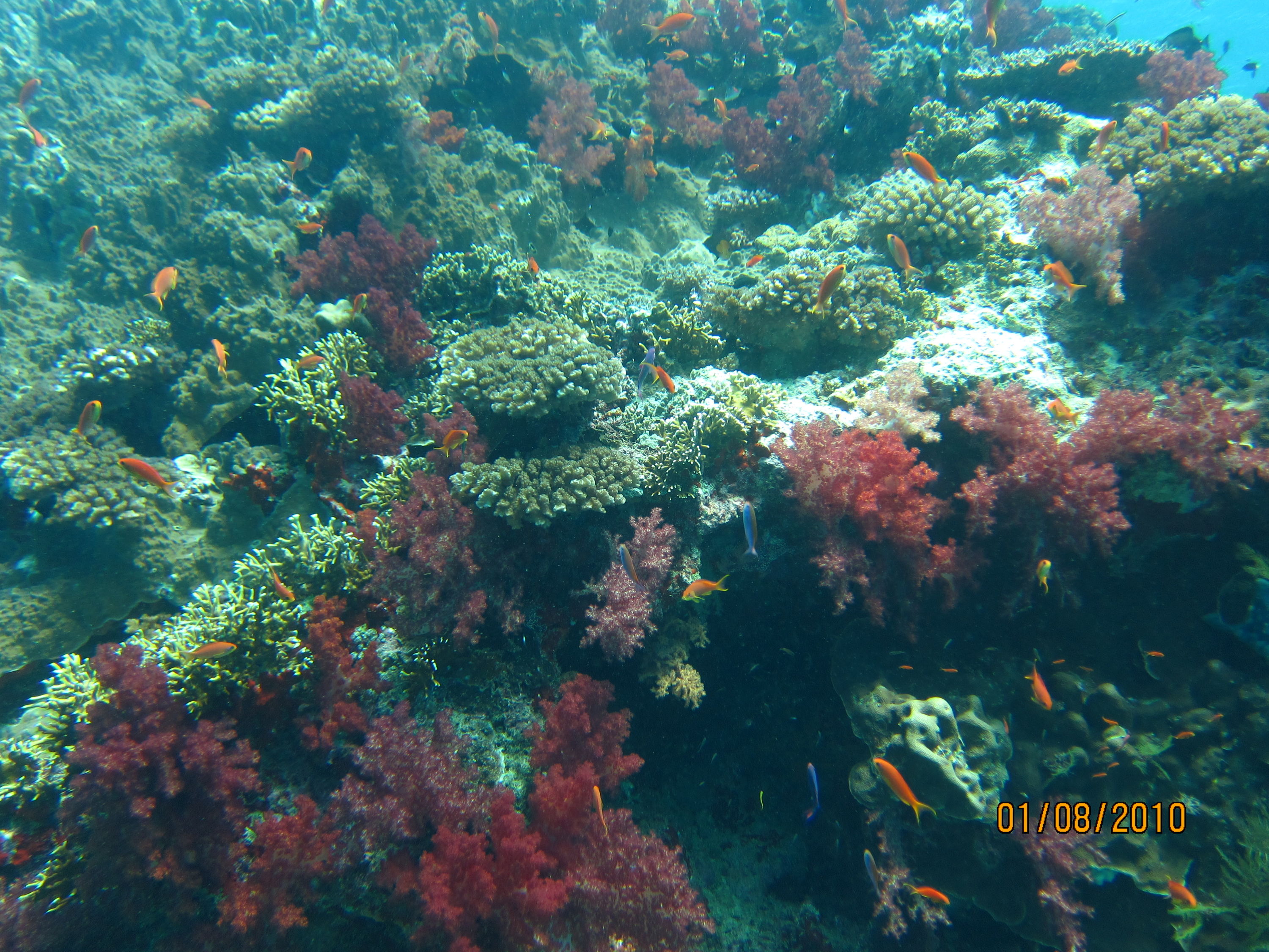 Best of Fiji 2010 Aug.
