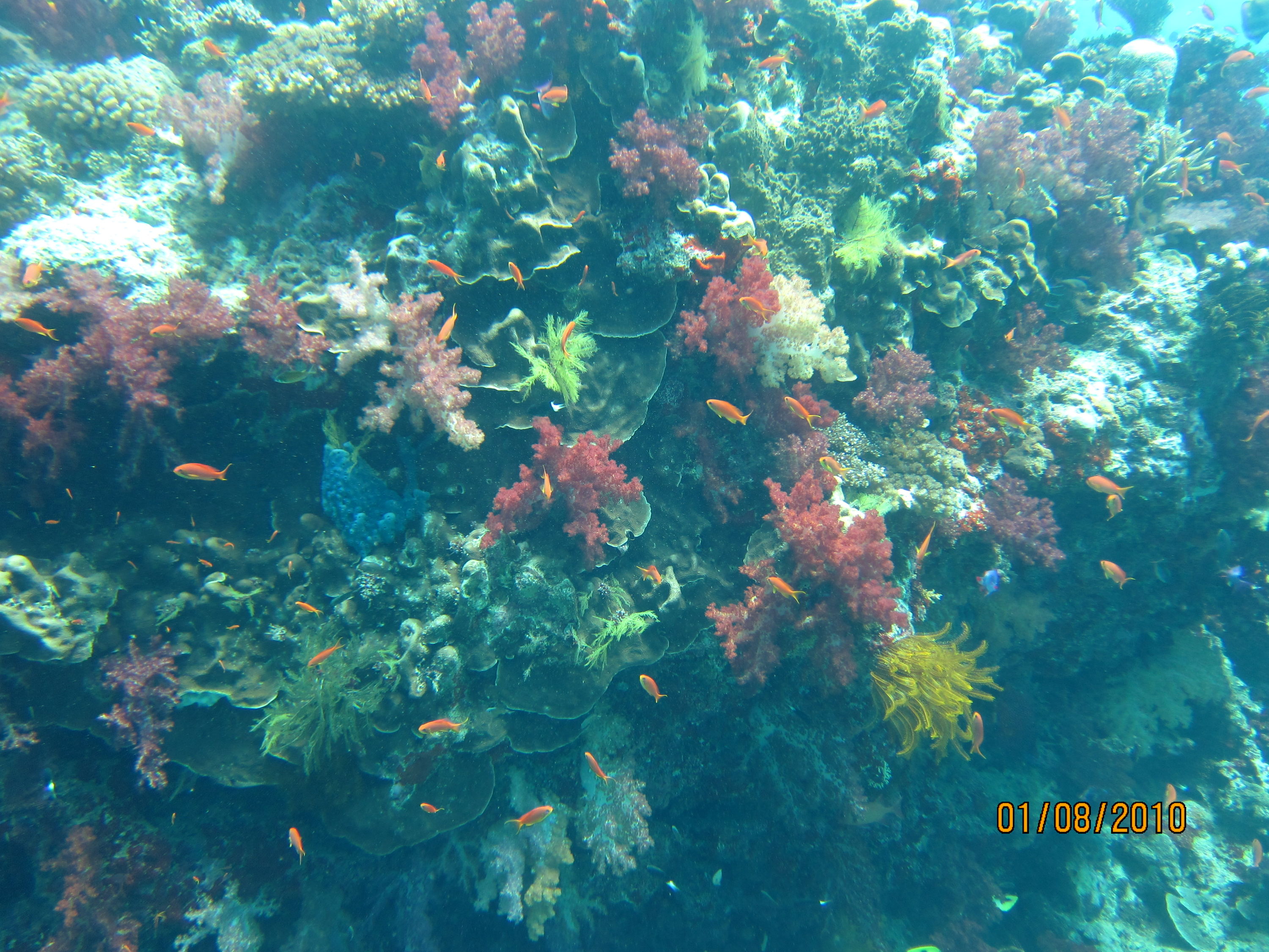 Best of Fiji 2010 Aug.