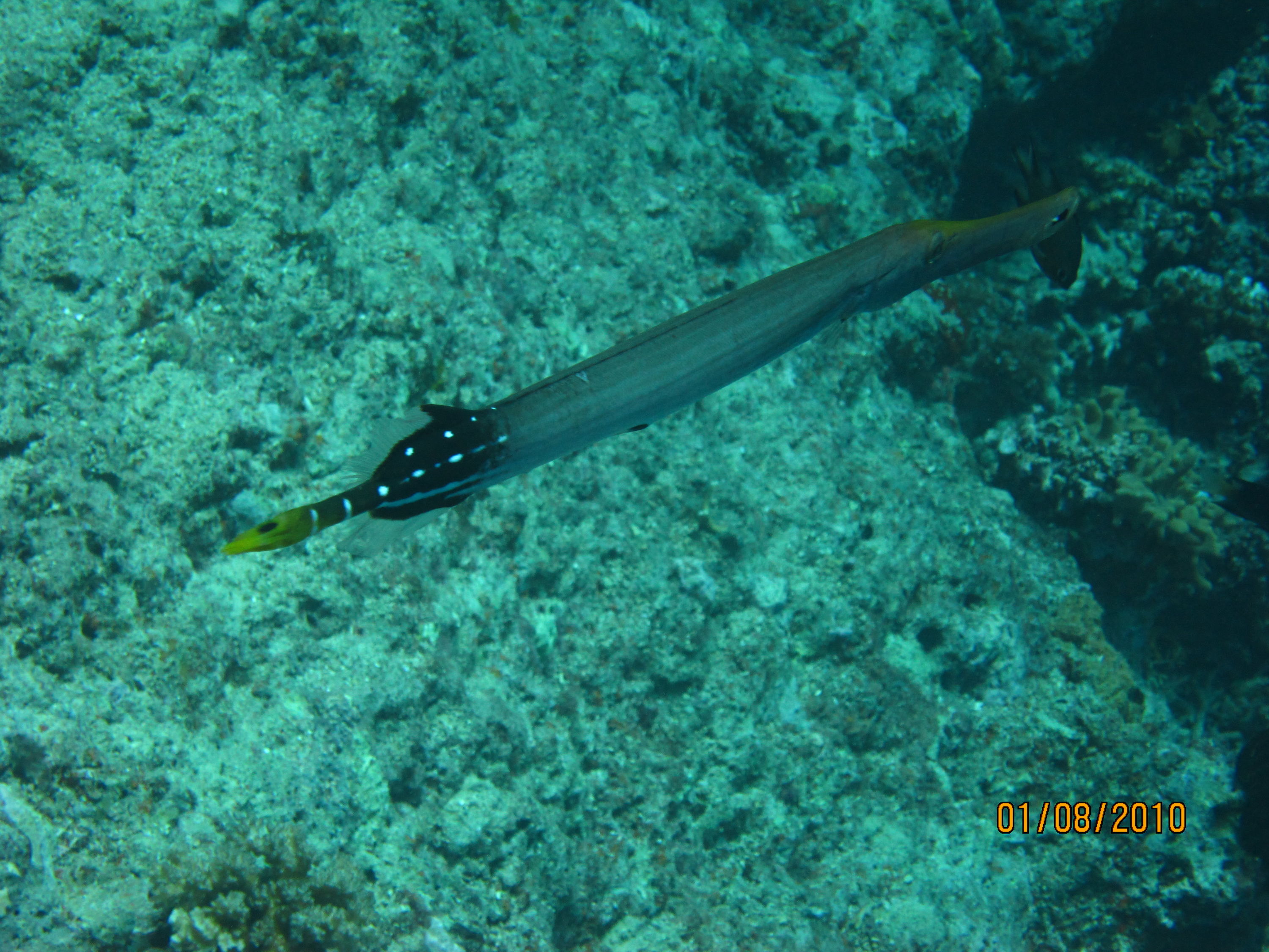 best of Fiji 2010 Aug.