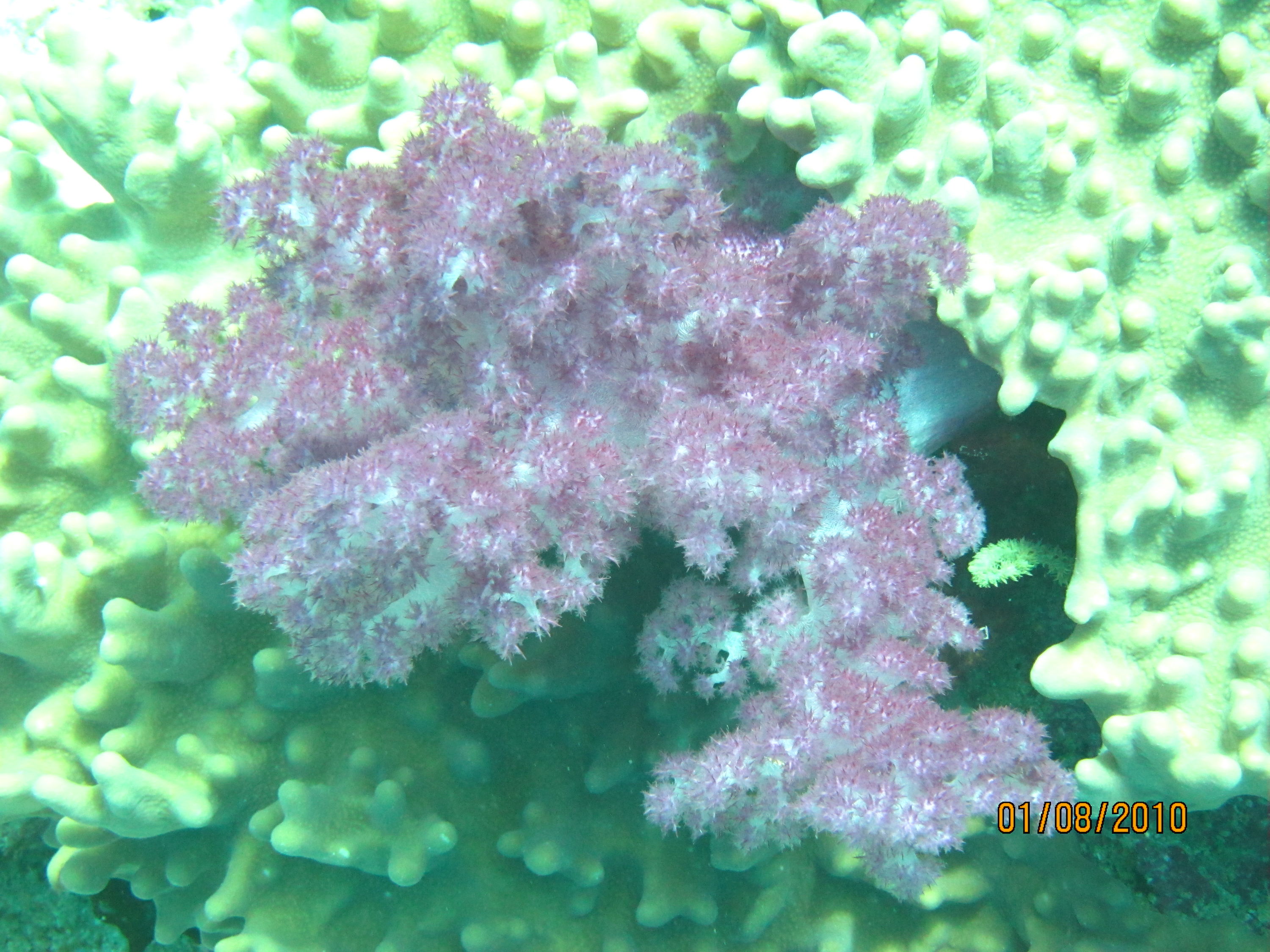 best of Fiji 2010 Aug.