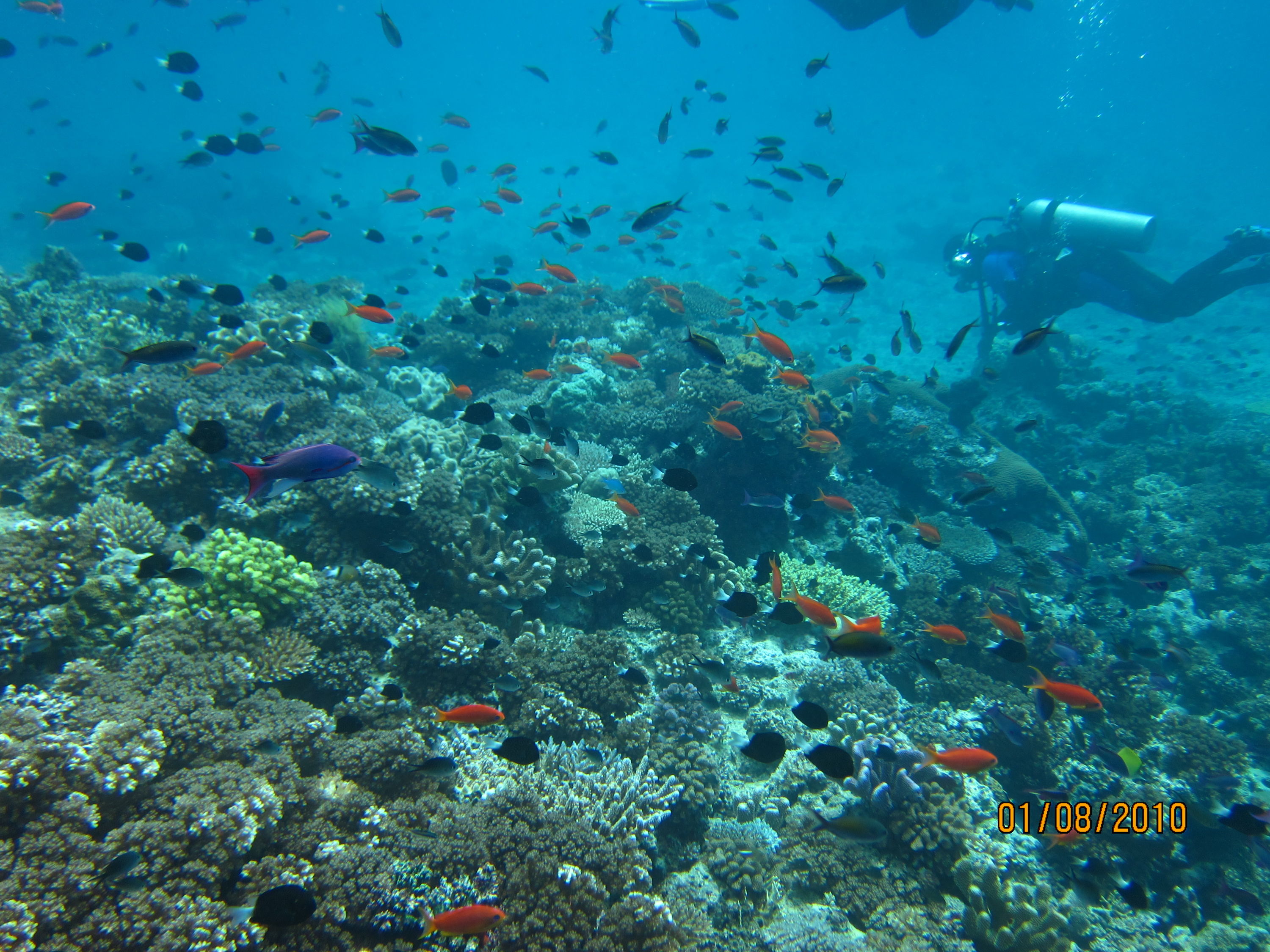 best of Fiji 2010 Aug.