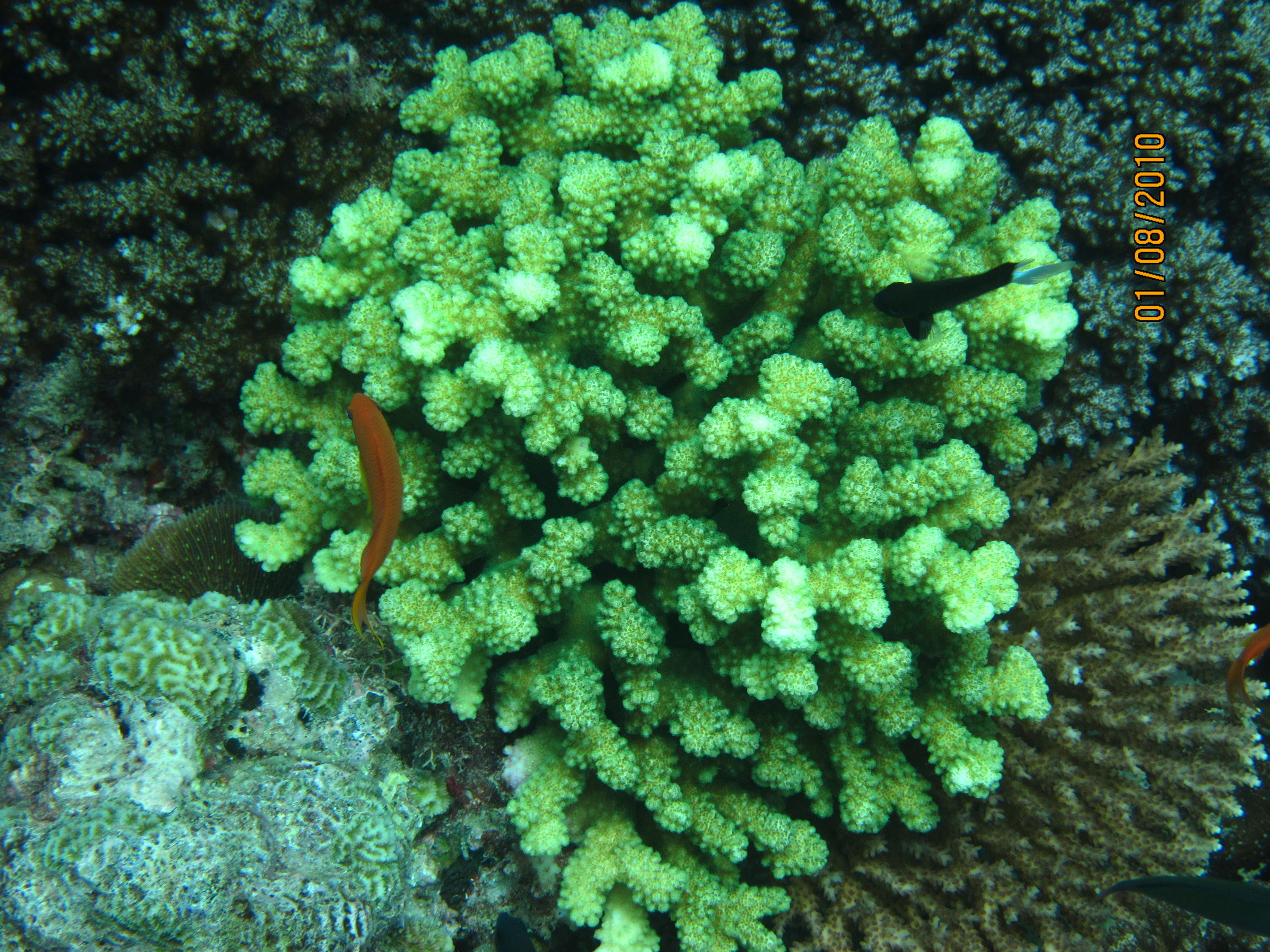 best of Fiji 2010 Aug.