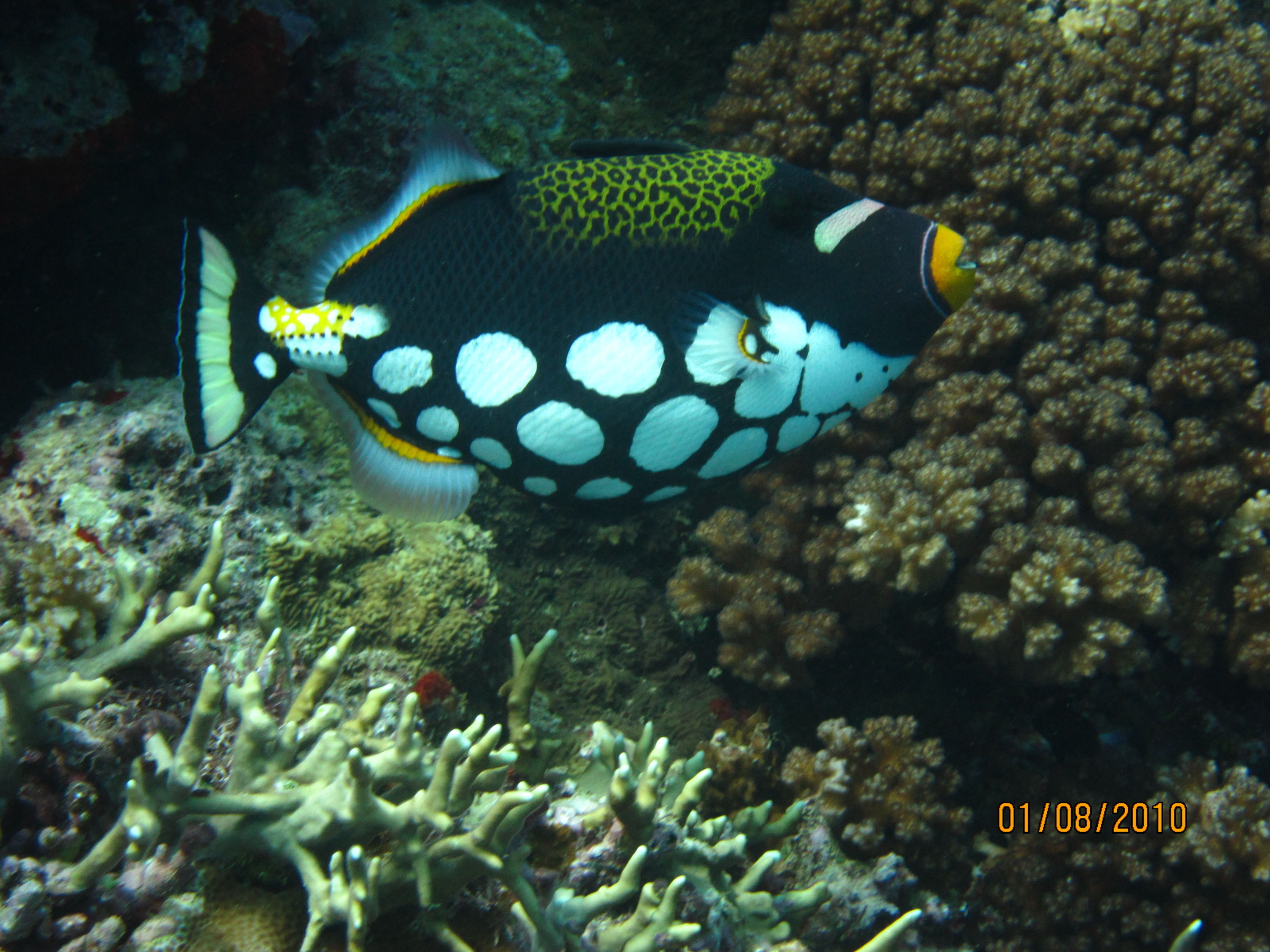 best of Fiji 2010 Aug.
