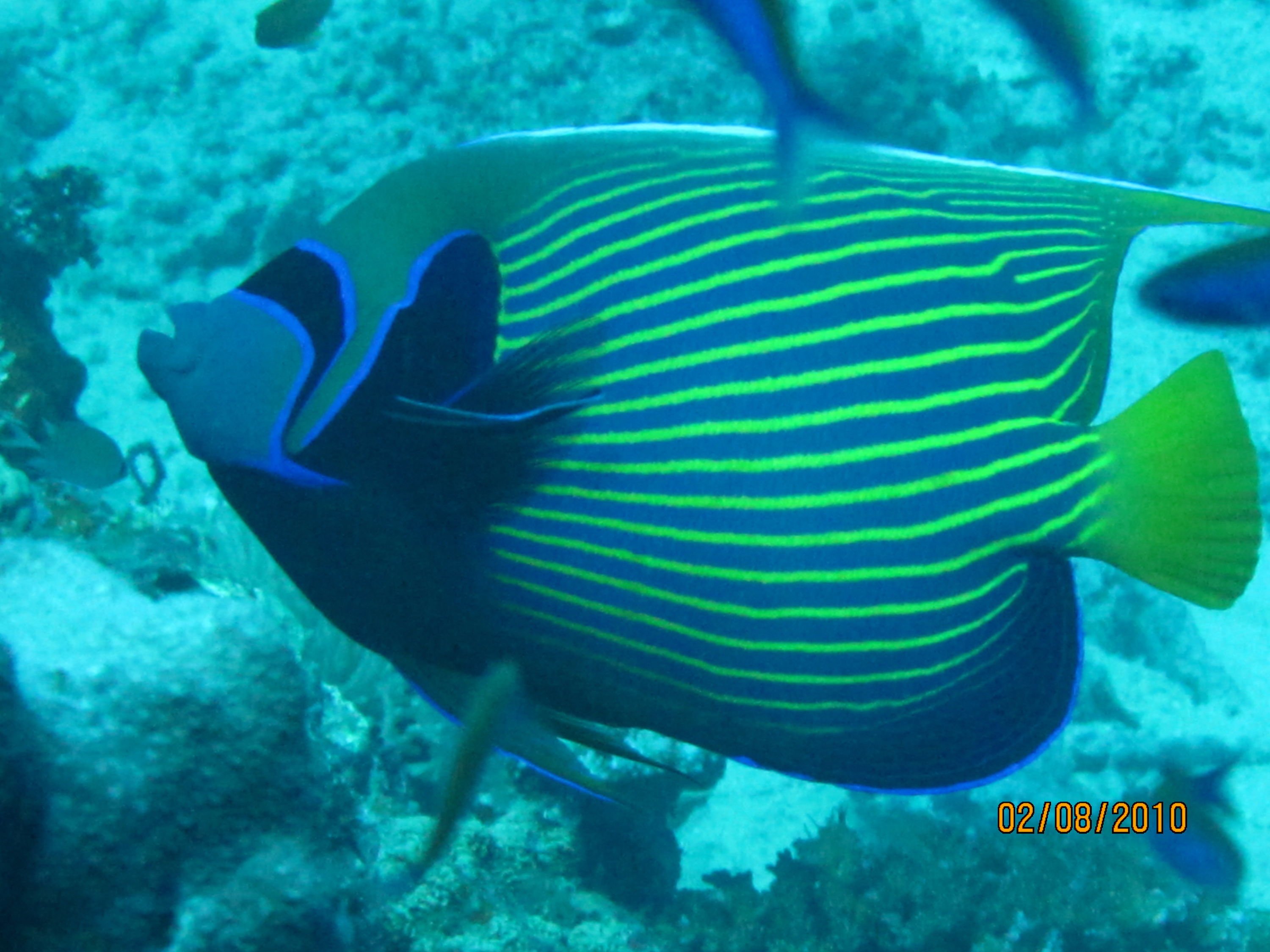 best of Fiji 2010 Aug.