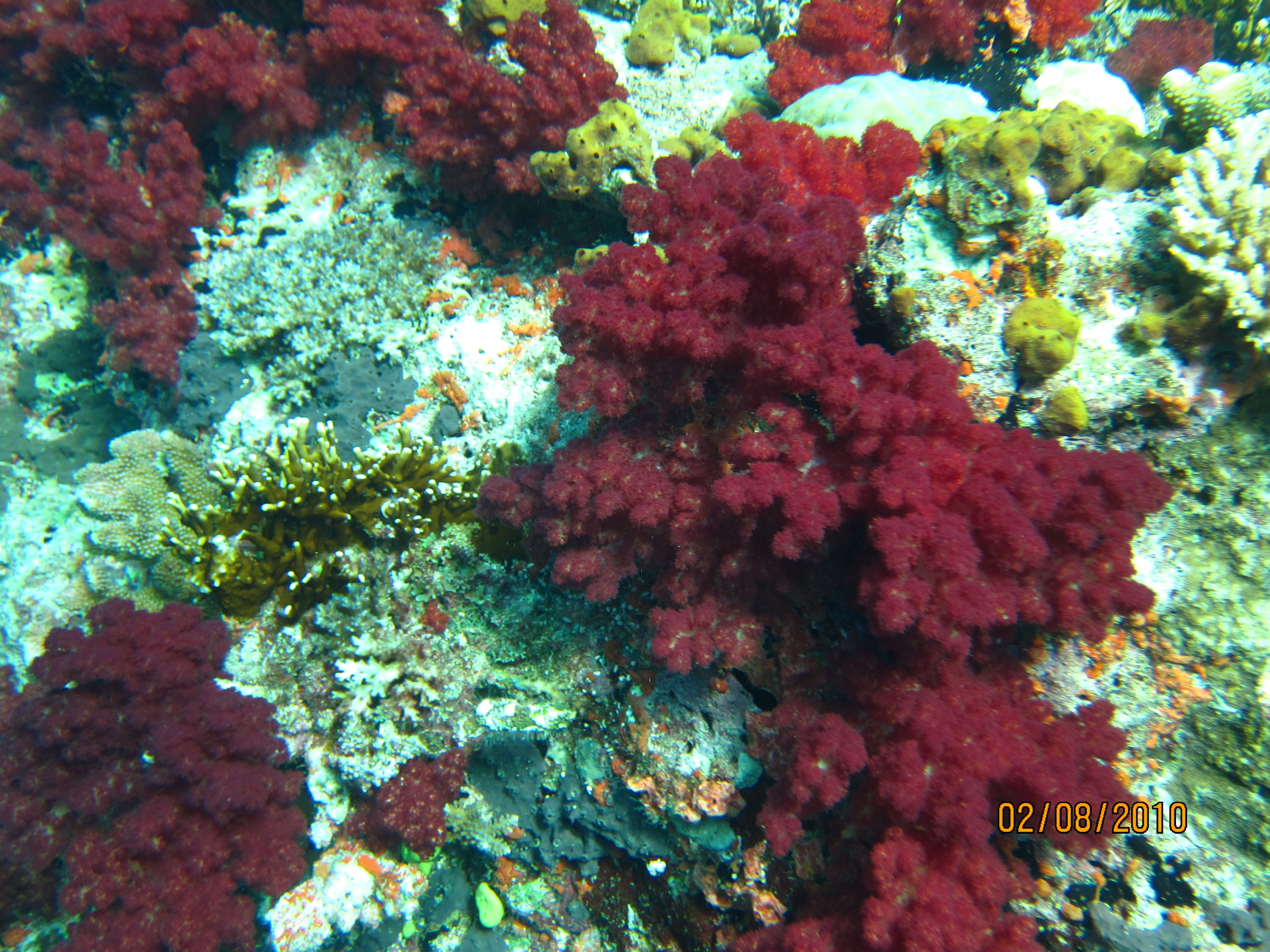best of Fiji 2010 Aug.
