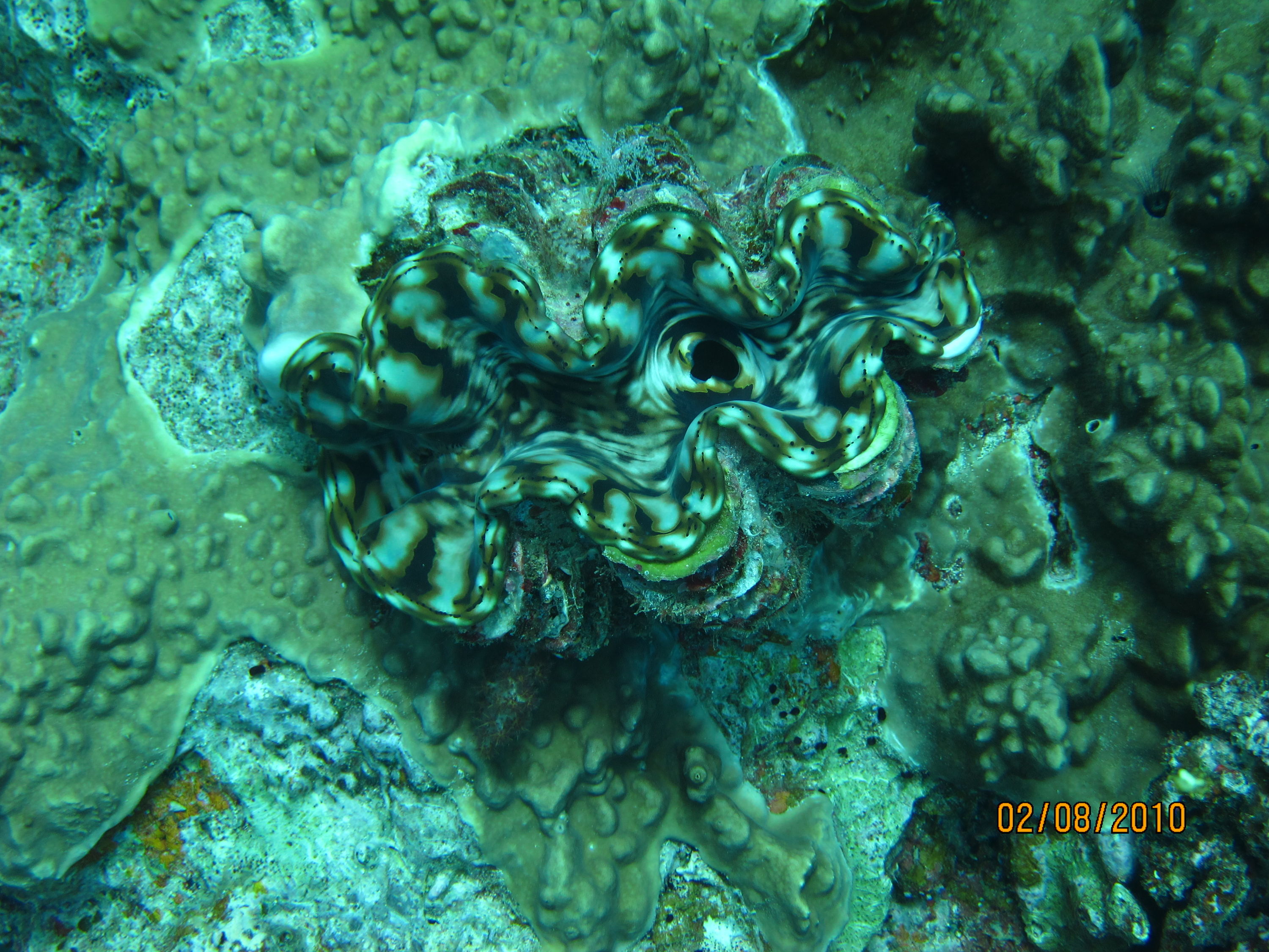 best of Fiji 2010 Aug.
