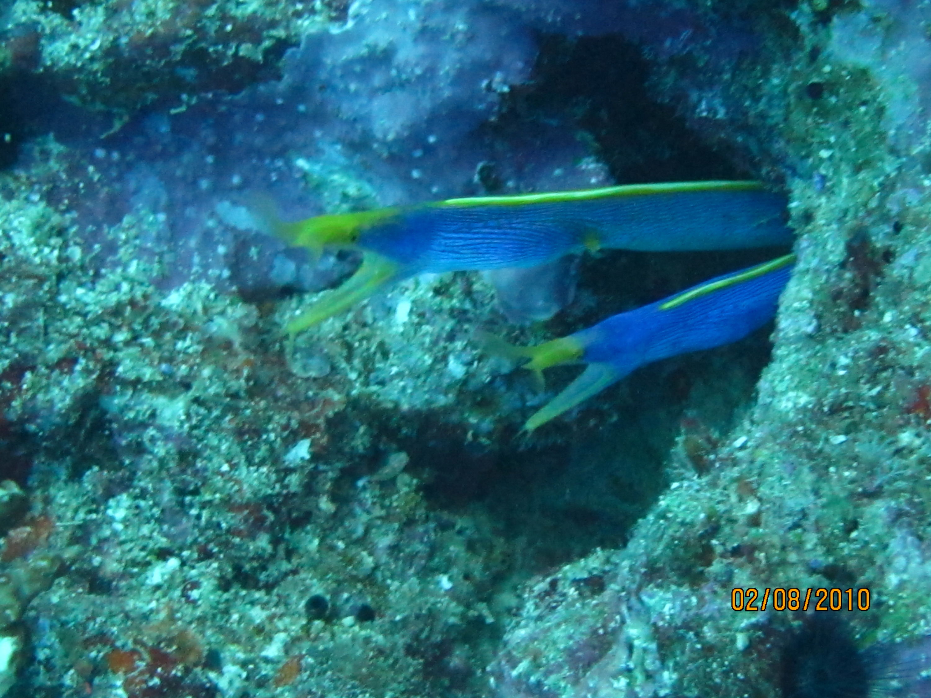 best of Fiji 2010 Aug.
