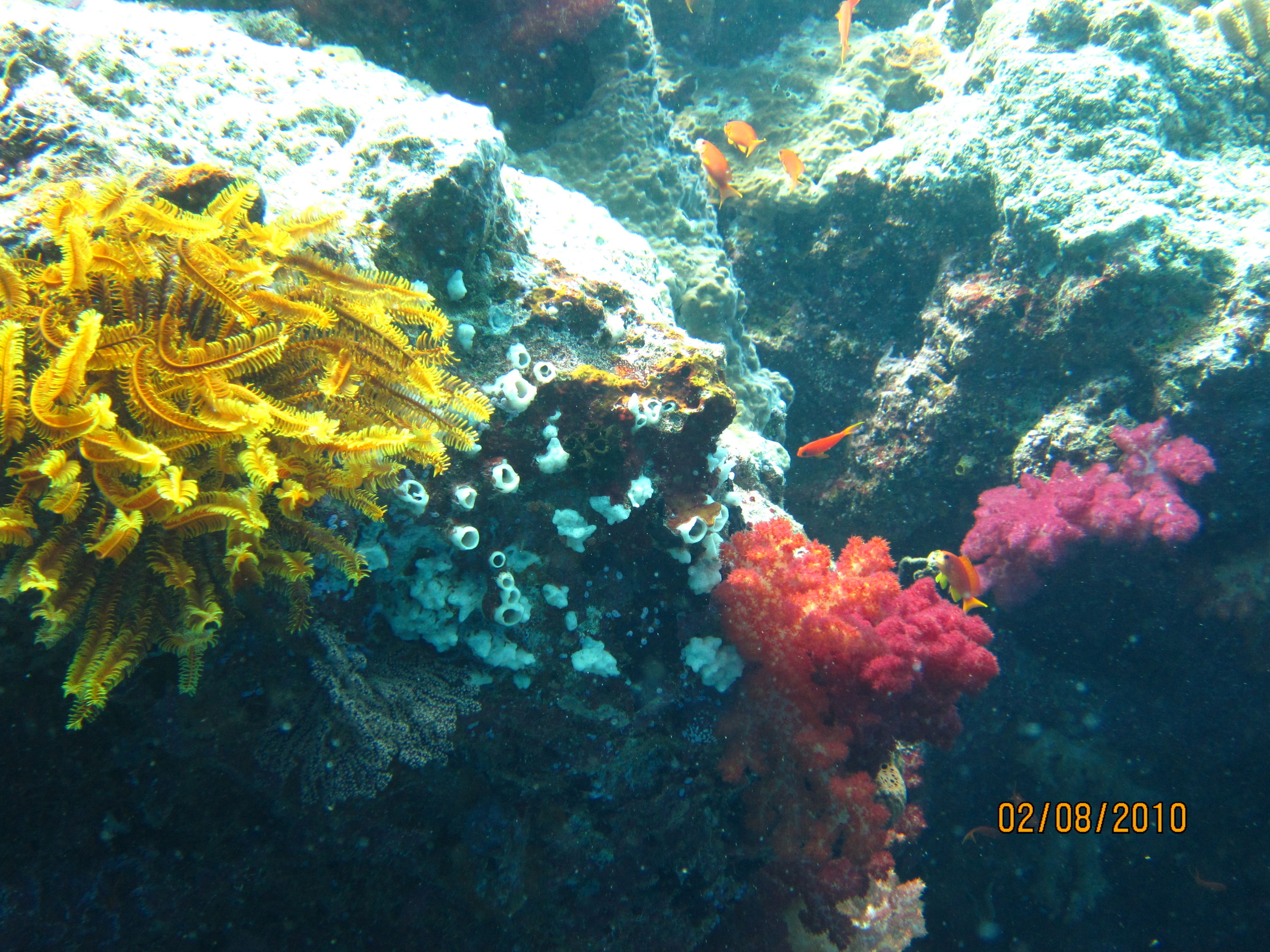 best of Fiji 2010 Aug.