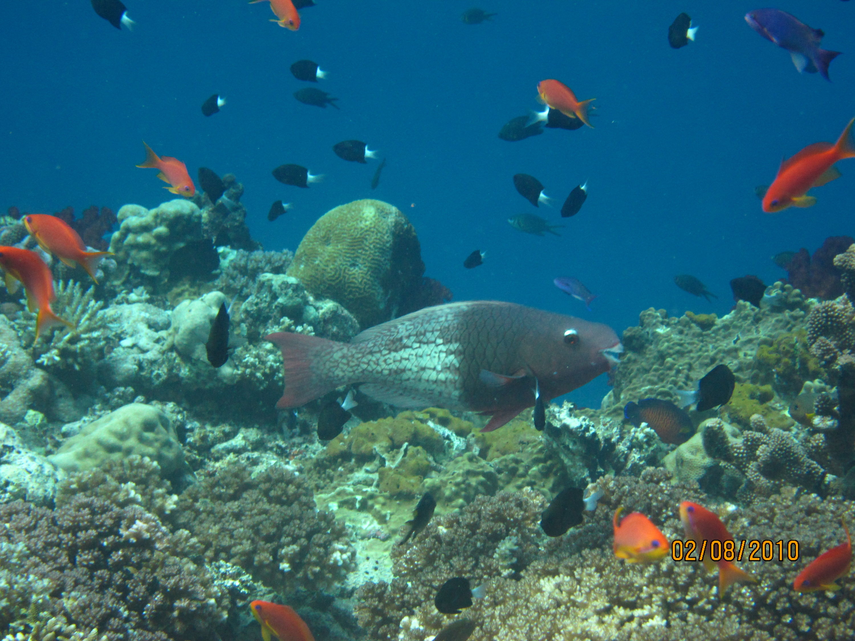 best of Fiji 2010 Aug.