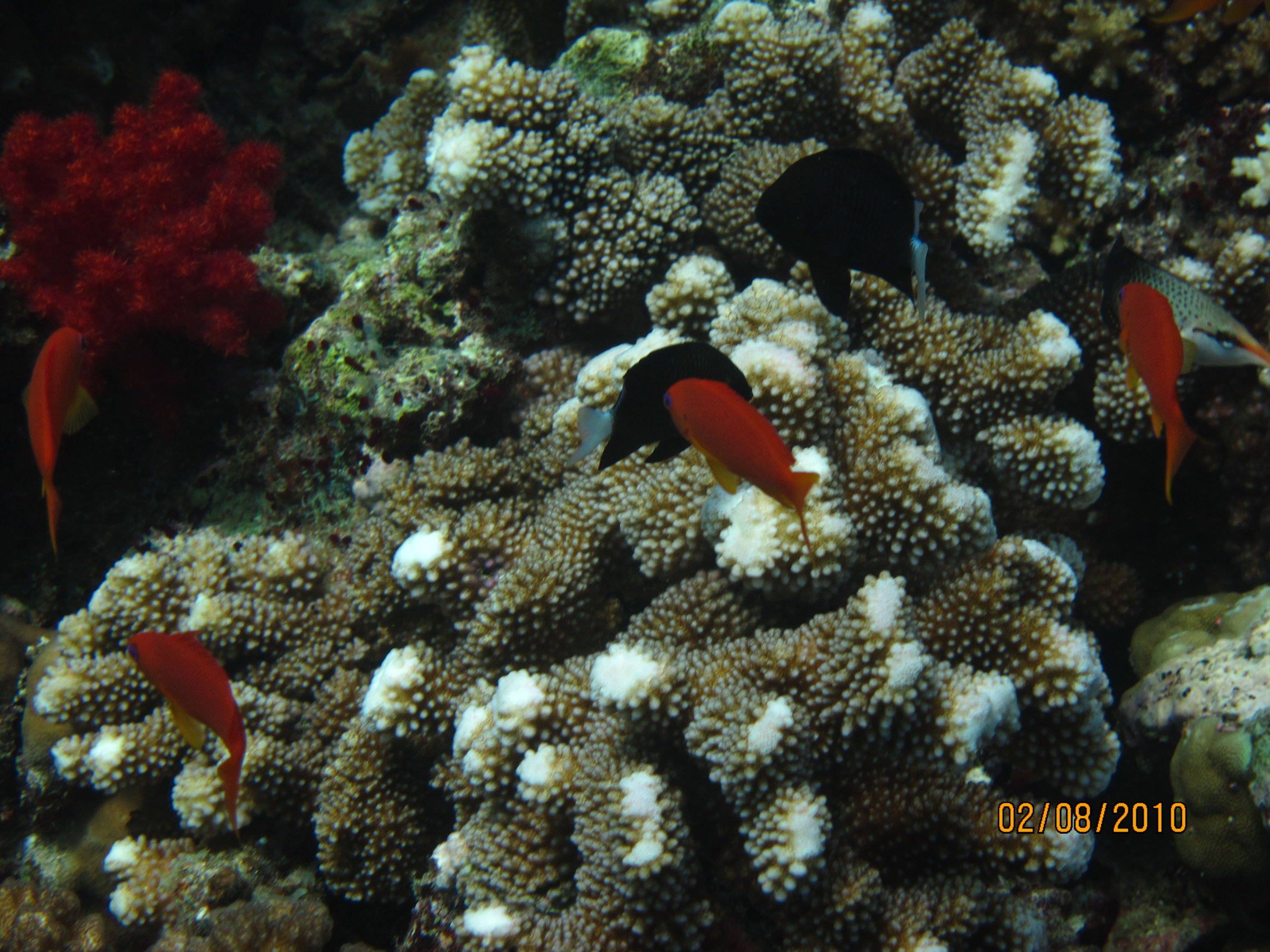 best of Fiji 2010 Aug.