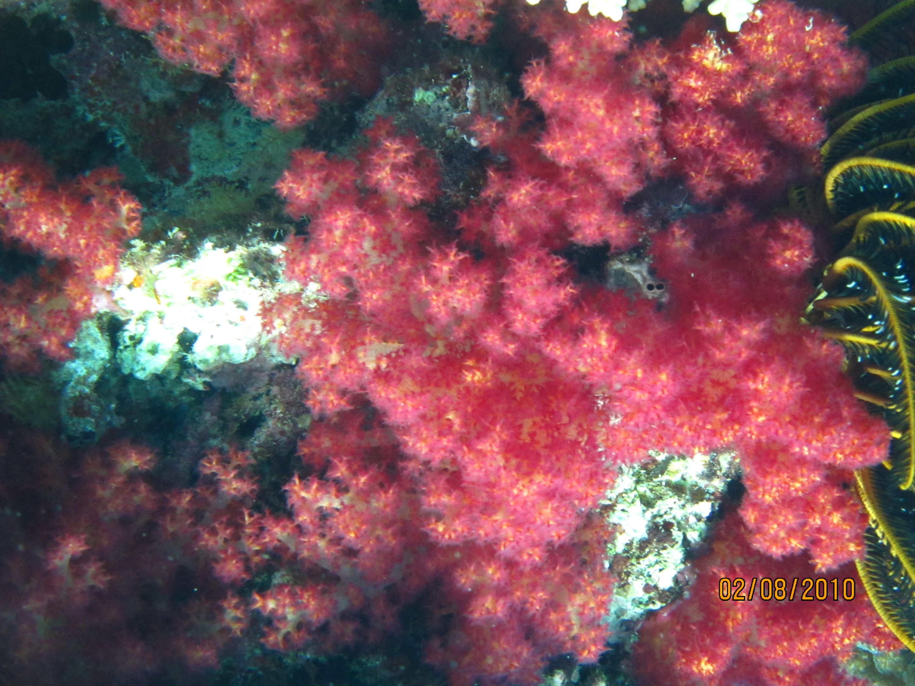 best of Fiji 2010 Aug.